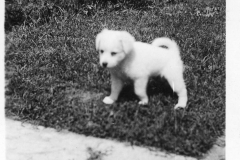 Gray Binder Photos 147 Smithas dog Peggy Aug 1937