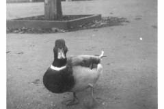 Jacks Album 035 Duck