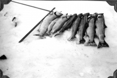 Jacks Album 077 steelhead Dec 1955