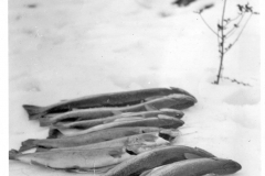 Jacks Album 084 Steelhead in the snow at Klitsa Lodge