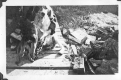 Eileens-photo-album-168-dogs-backyard-of-2nd-Ave-home-abt-1946