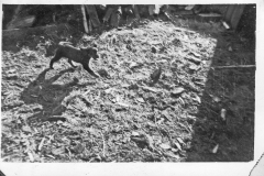 Eileens-photo-album-198-dog-backyard-of-2nd-Ave-home-abt-1946