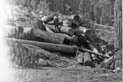 Photo Booklets160 logging yarding 1956