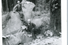 Photo booklets 139 Logging big stump beleive take in Campbell River